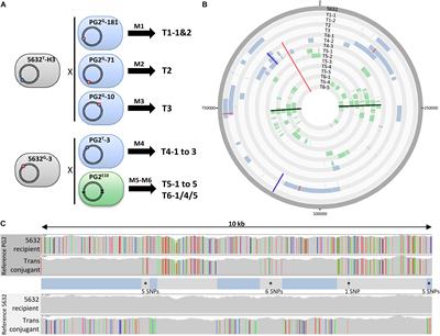 Mycoplasma Chromosomal Transfer: A Distributive, Conjugative Process Creating an Infinite Variety of Mosaic Genomes